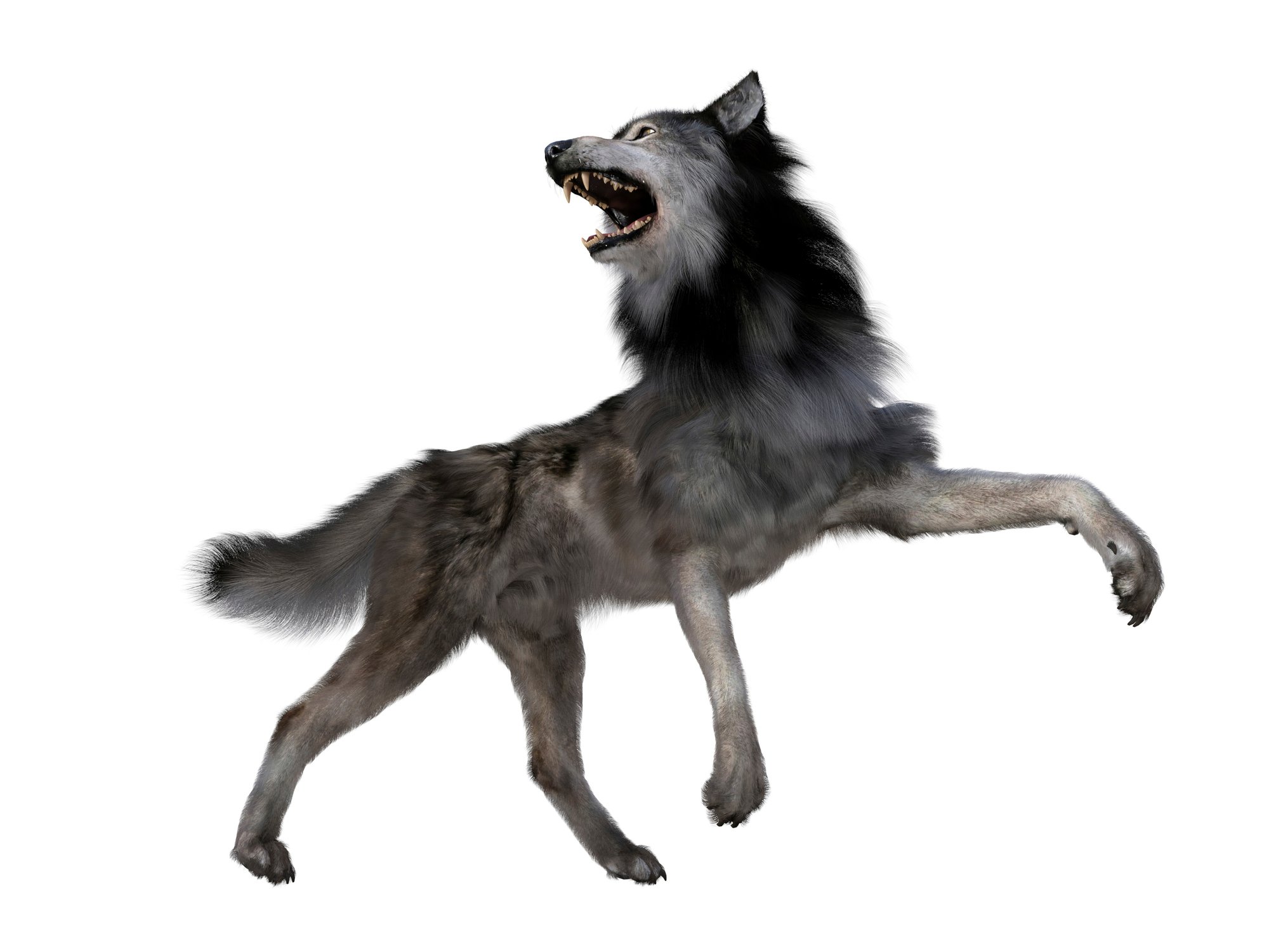 Dire wolf howling, side view on white background. The carnivorous dire wolf lived in North and South America during the Pleistocene Period