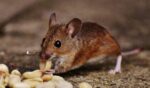 Critical Steps To Take Immediately After A Mouse Bite