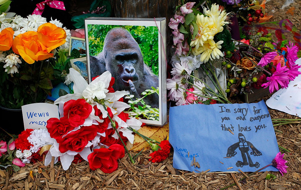 The White House’s Bizarre Harambe Tribute, Explained
