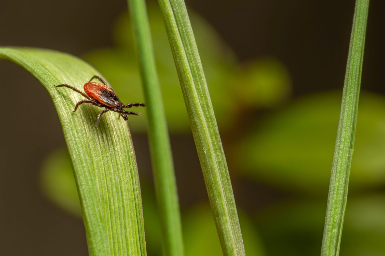 How To Stay Safe From The Powassan Virus This Season
