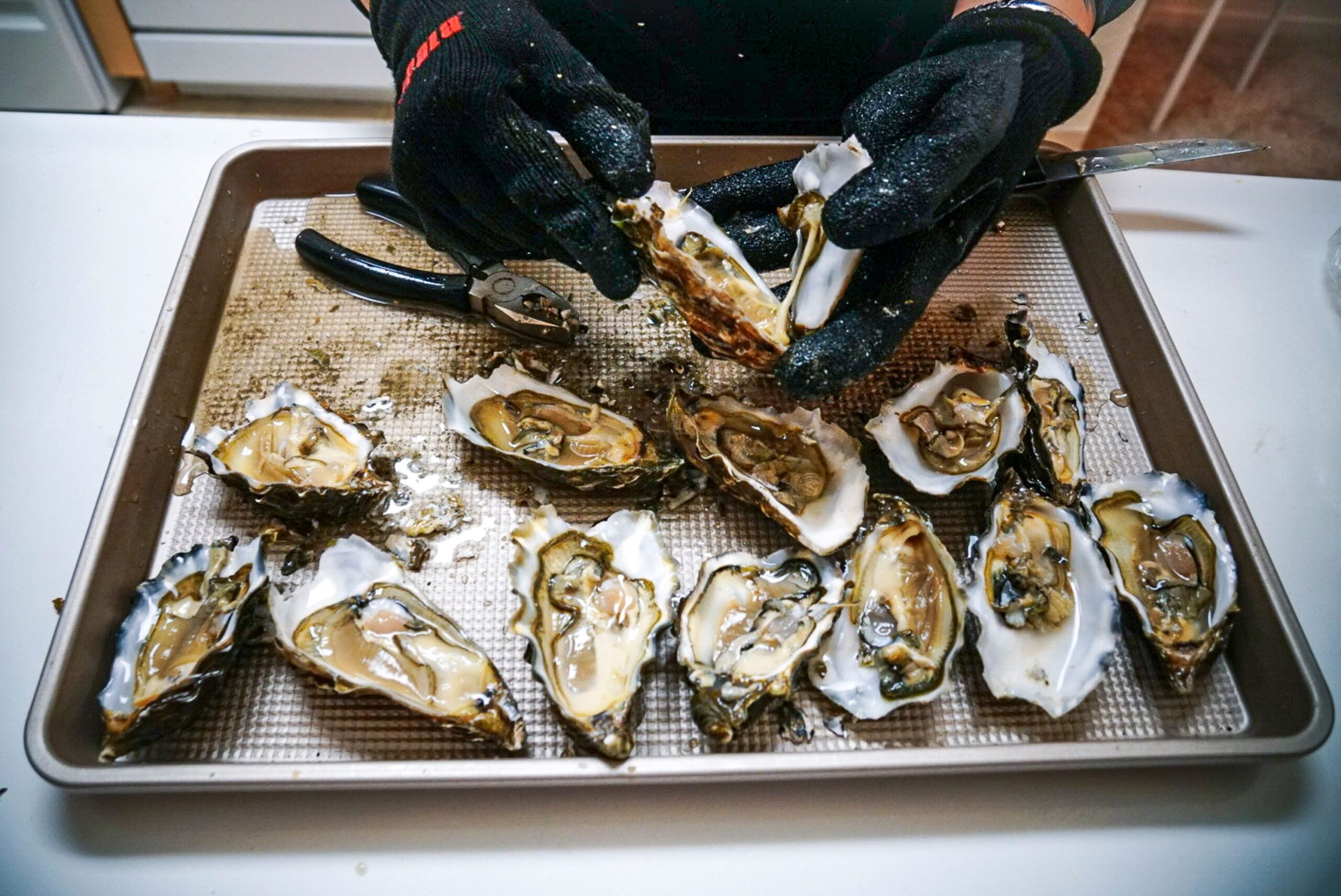 Close-up of freshly shucked oysters on a tray, held with gloves.