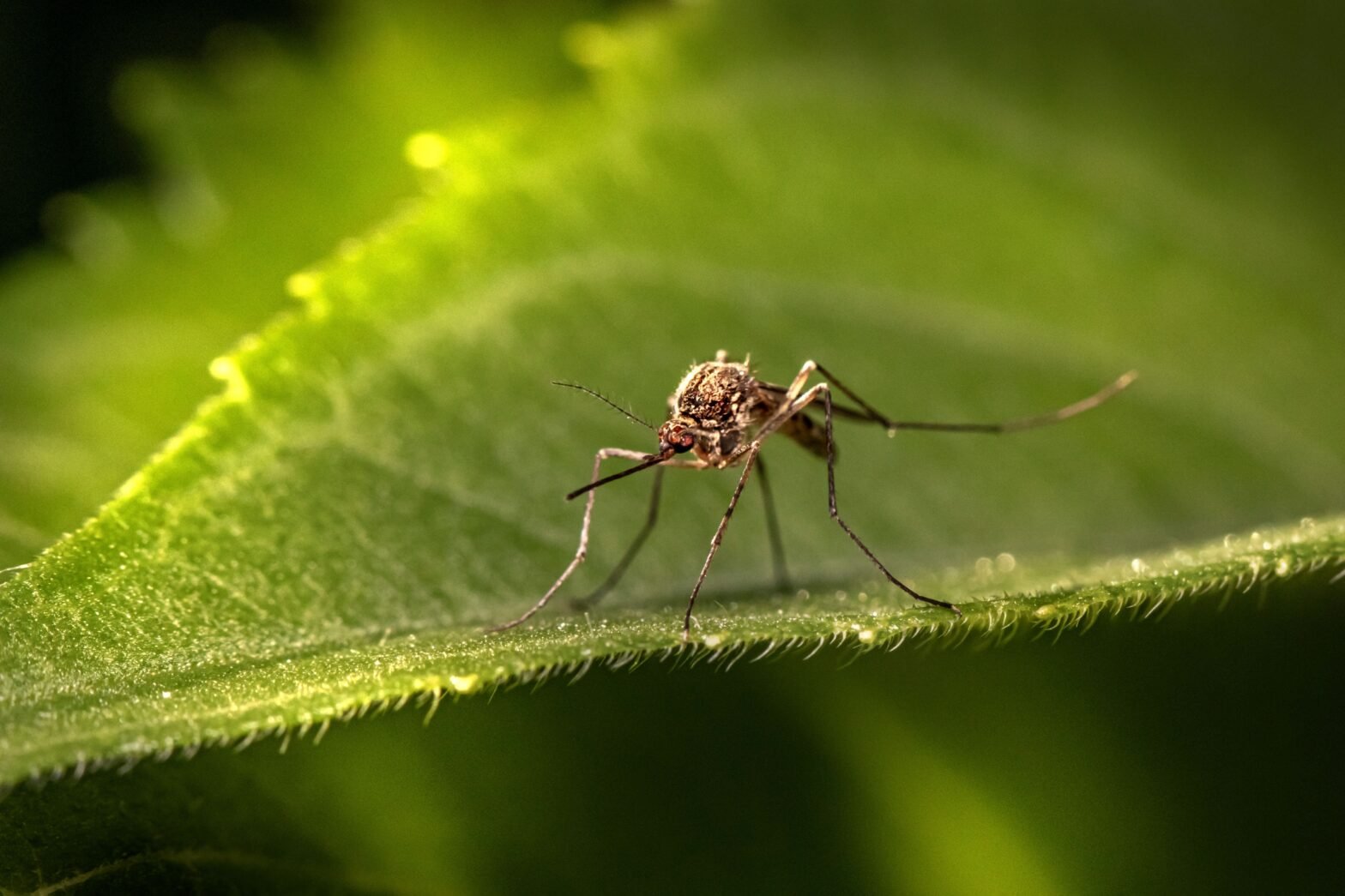 How To Spot Dengue Fever Symptoms Early