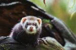 The H5N1 Mink Outbreak, Explained: Why It Matters And What You Should Do