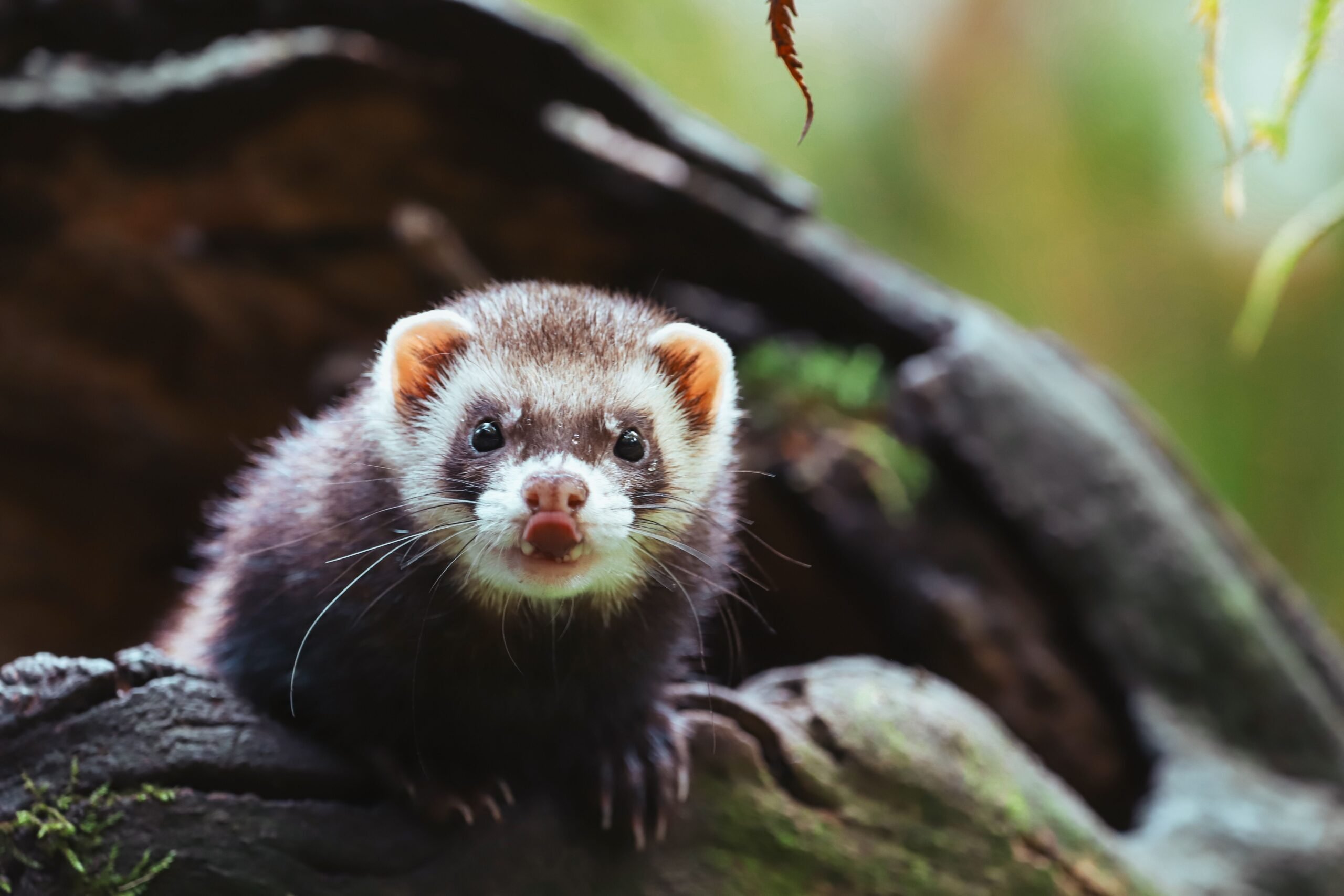 Mink
