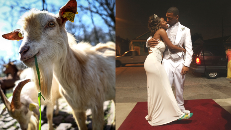 Gen Z Students Are Renting Goats For Over-The-Top Prom Photoshoots