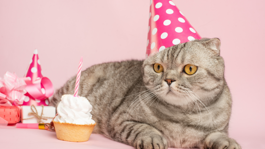 munchkin cat with pink polka dot party hat next to cupcake and presents on pink background