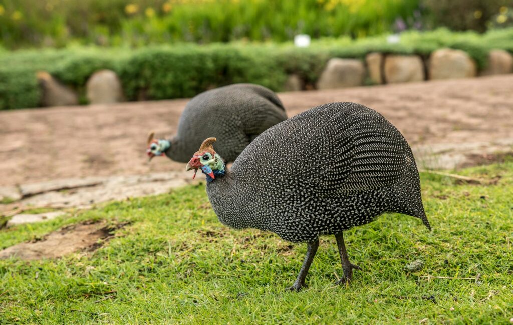 A Close-Up Shot of Helmeted Guineafowl