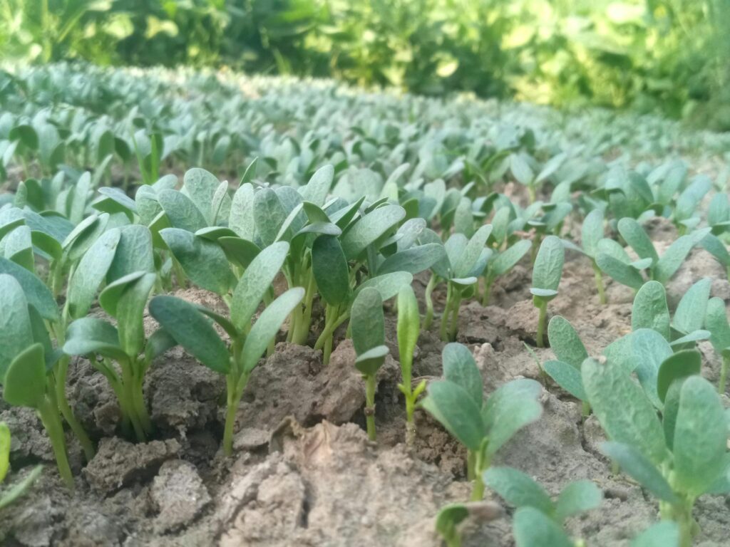 Trigonella foenum-graecum, Fenugreek: Herbaceous plants in soil