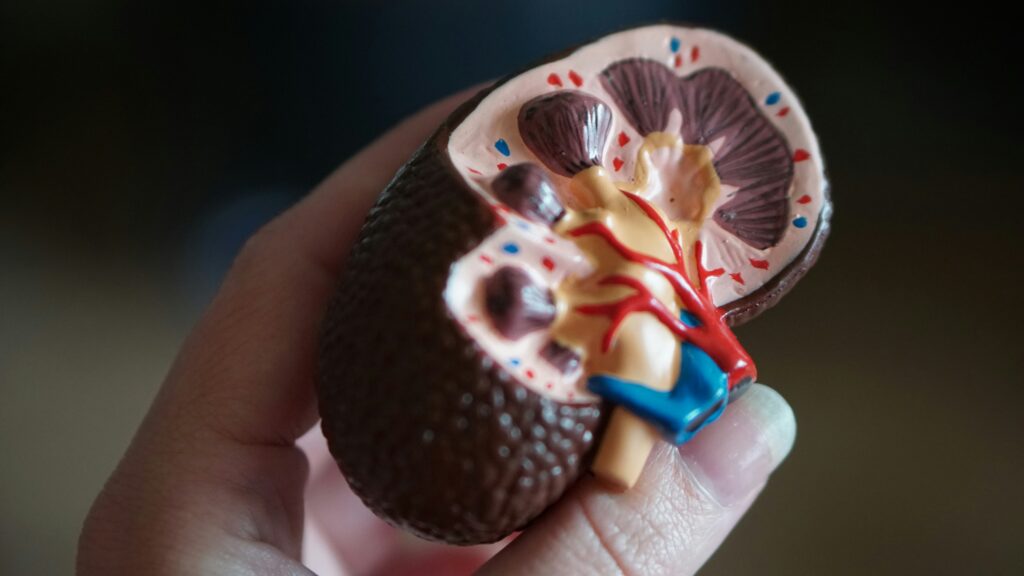 vegetarian dinner recipes for chronic kidney disease pictured: kidney model