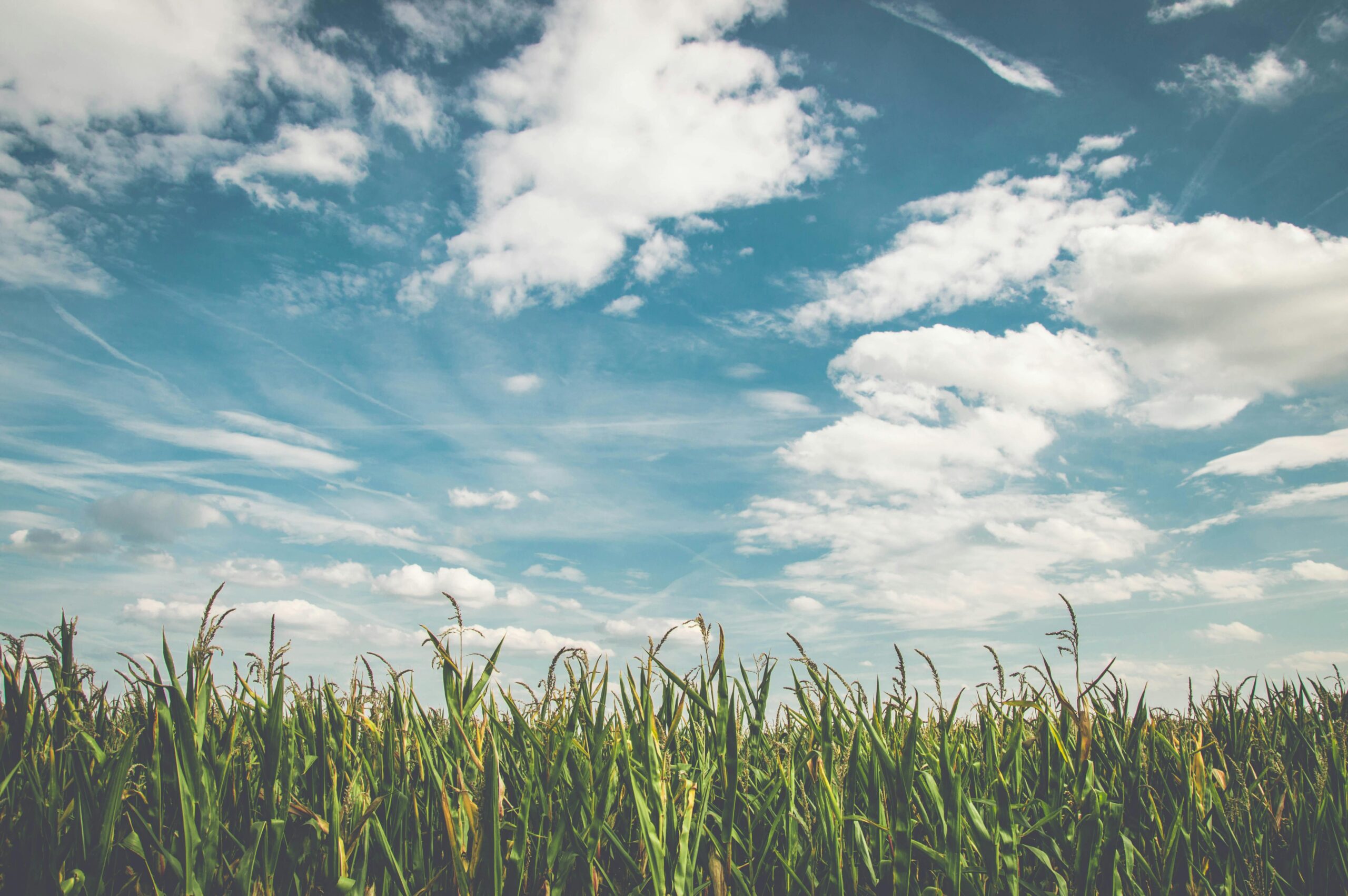 How Corn Sweat Is Causing Midwest Fields To Turn Up The Heat This Summer