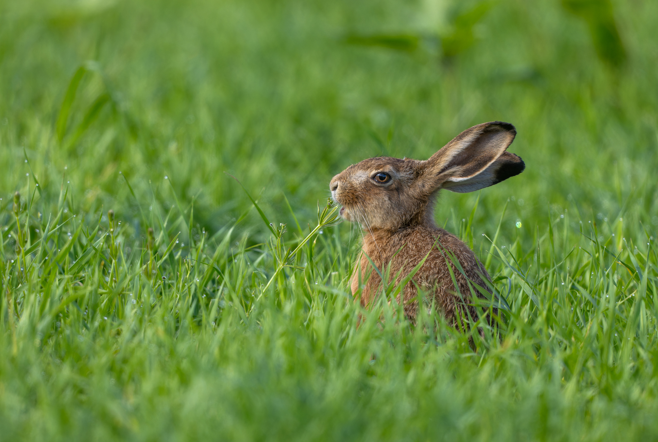 Rabbits With Tentacles In Colorado? Everything To Know About Viral Outbreak, Explained Rabbits With Tentacles In Colorado? Everything To Know About Viral Outbreak, Explained