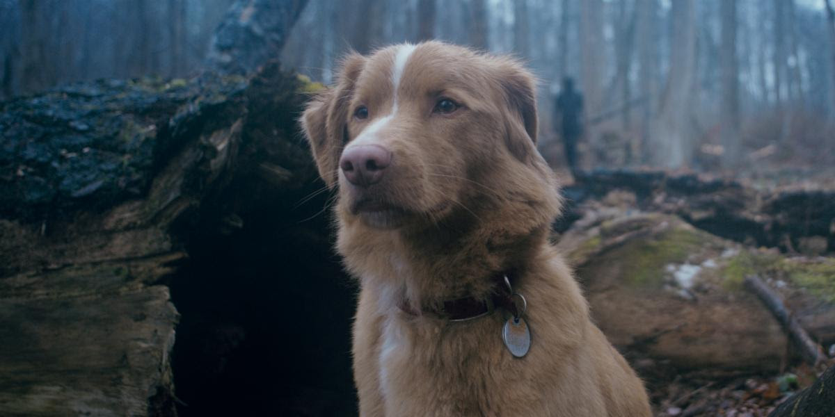'Good Boy' Trailer: The Horror Movie From A Dog's Perspective
