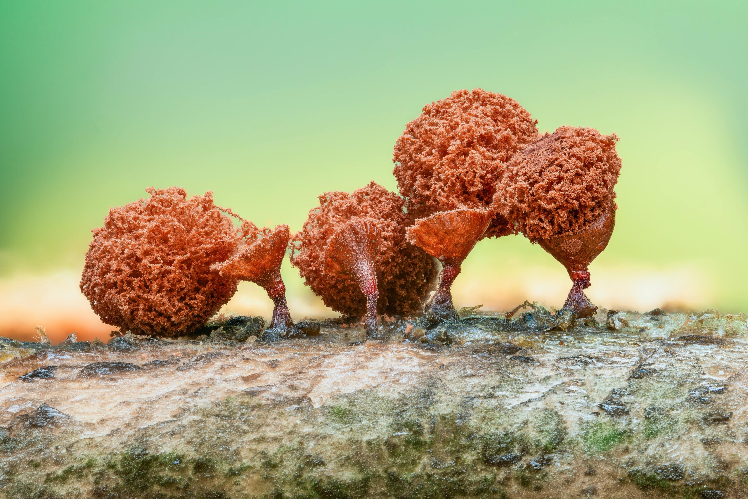 How To Identify And Handle Red Mold Exposure