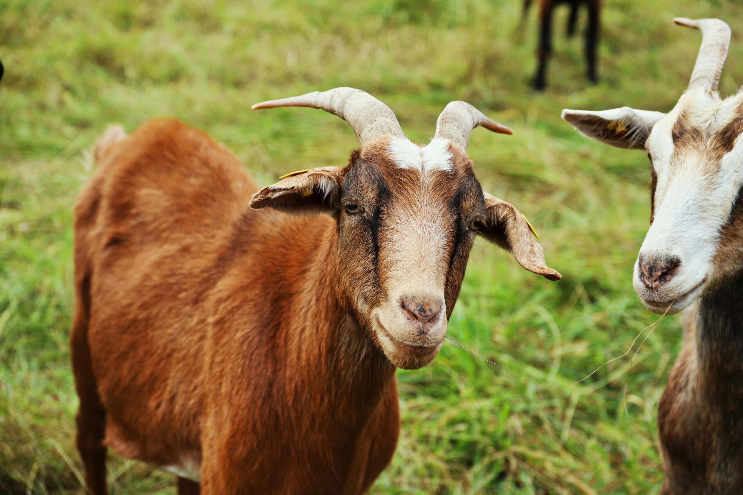 The Science-Backed Benefits Of Goat Milk