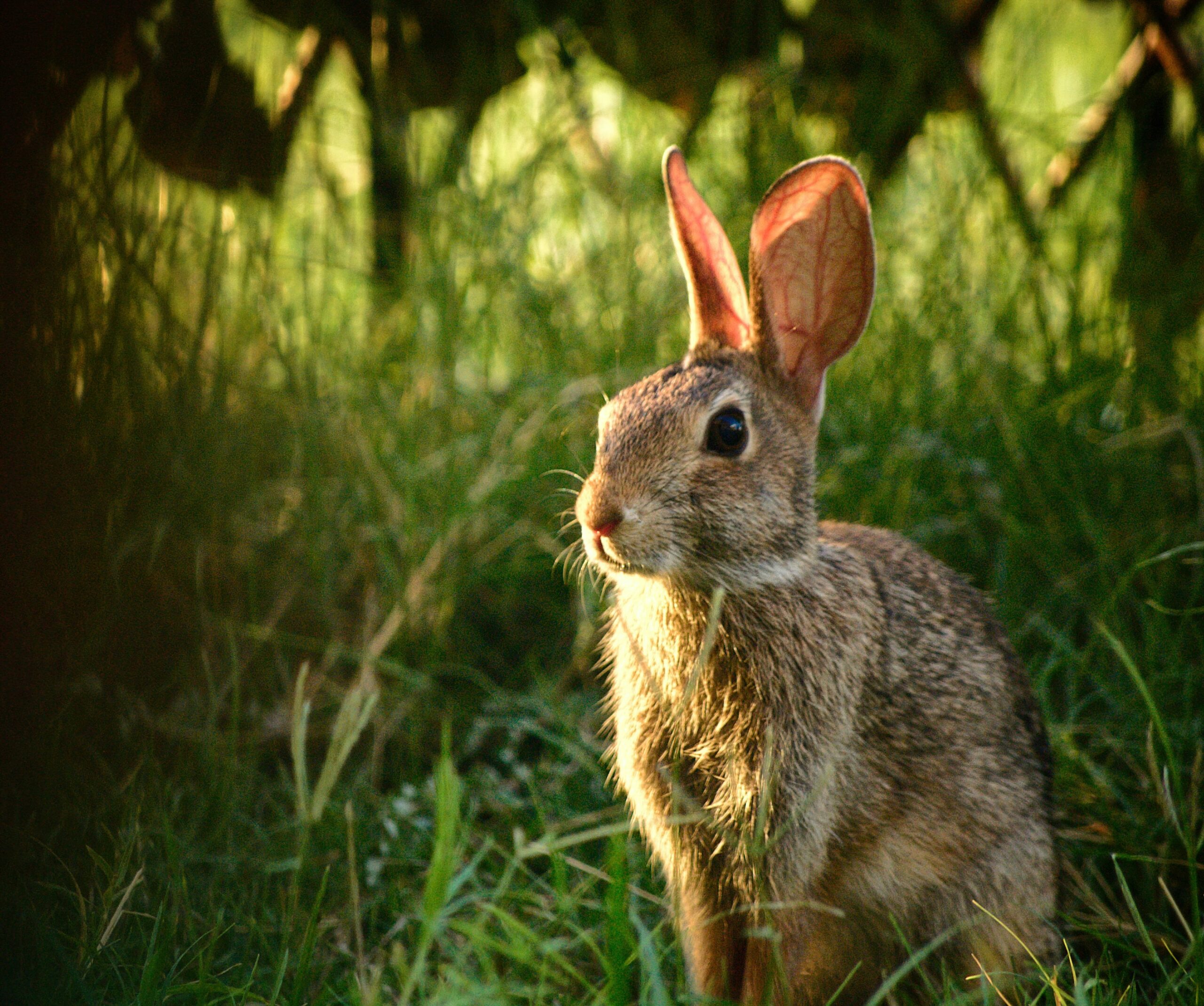 Is Rabbit Fever On Your Radar? A Guide To Symptoms, Causes And Treatment